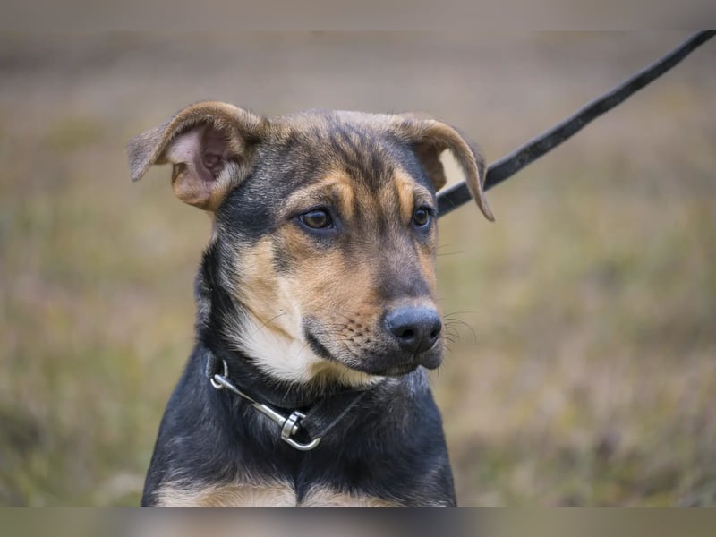 Bonita SI – Sanfte Junghündin mit großem Herz sucht liebevolles Zuhause