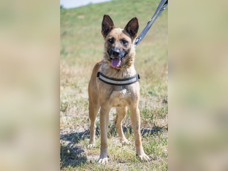 Cappy SI – treue Begleiterin sucht aktive Menschen ❤️