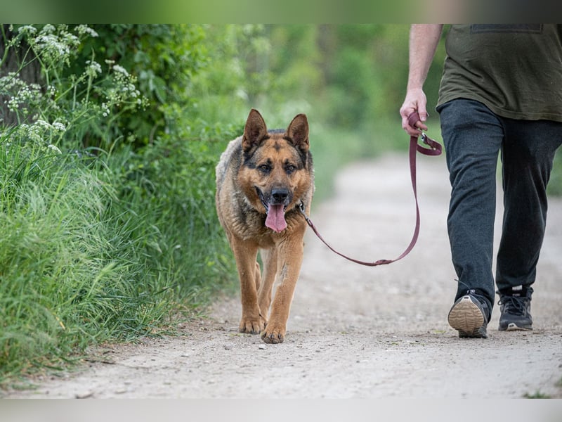 Rex – Ein stattlicher Schäferhund wartet auf sein großes Glück ❤️