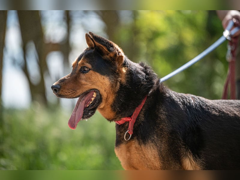 Rocky VA – beeindruckender Schäferhund sucht erfahrenes Zuhause 
