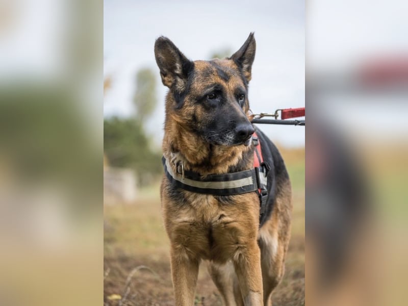 Borcsa SI - Gemütliche Dame sucht Anhang