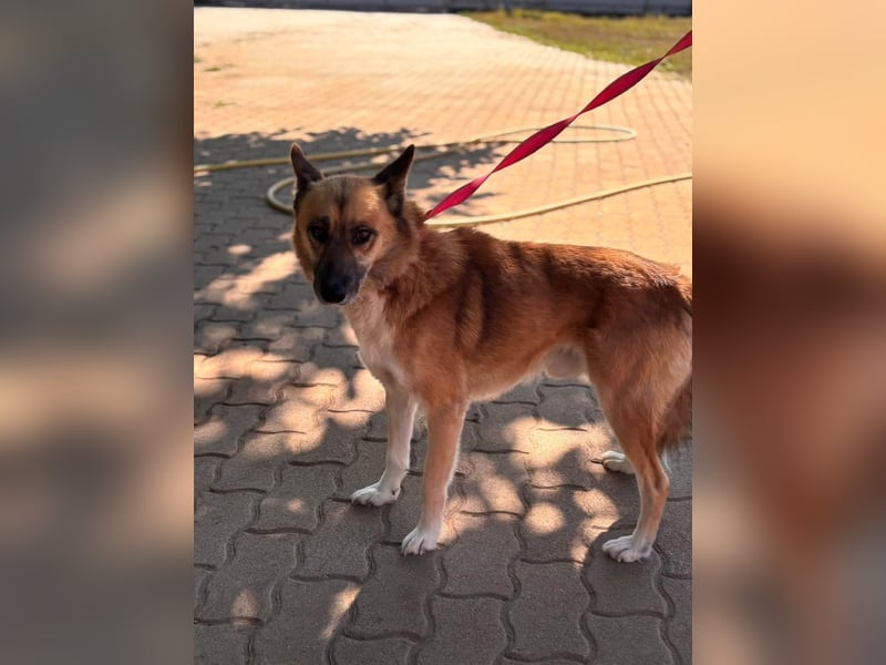 Leo – Ein charismatischer Schäferhund-Husky-Mix sucht sein Abenteuer ✨