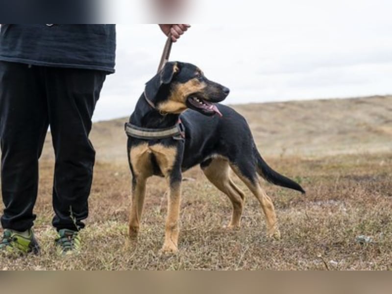 Neo SI – Familienhund sucht Anschluss