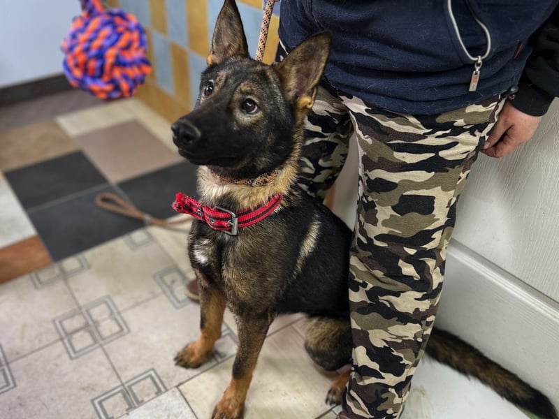 Ariel LM Raus aus dem Heim rein ins Herz