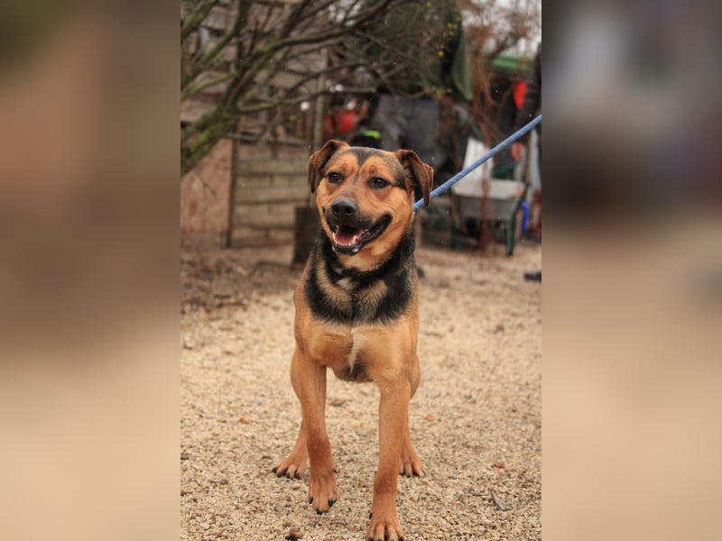 Zénó-VA – Vertrauensvoller kleiner Sportler sucht aktives Zuhause