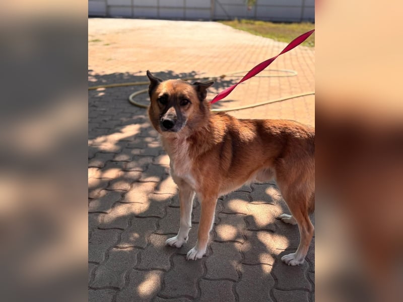 Leo – Ein charismatischer Schäferhund-Husky-Mix sucht sein Abenteuer ✨