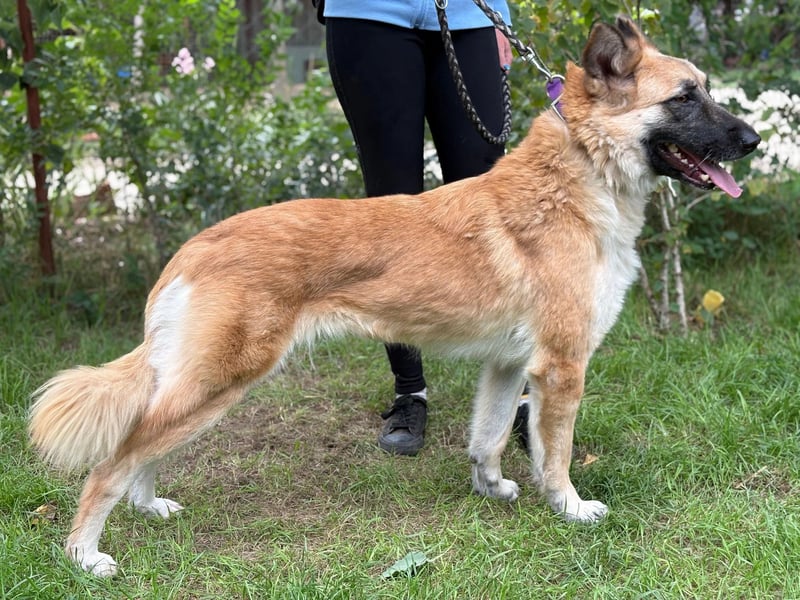 Bella KK – die Schöne sucht ihr Hundeschlösschen Bella KK – die Schöne sucht ihr Hundeschlösschen