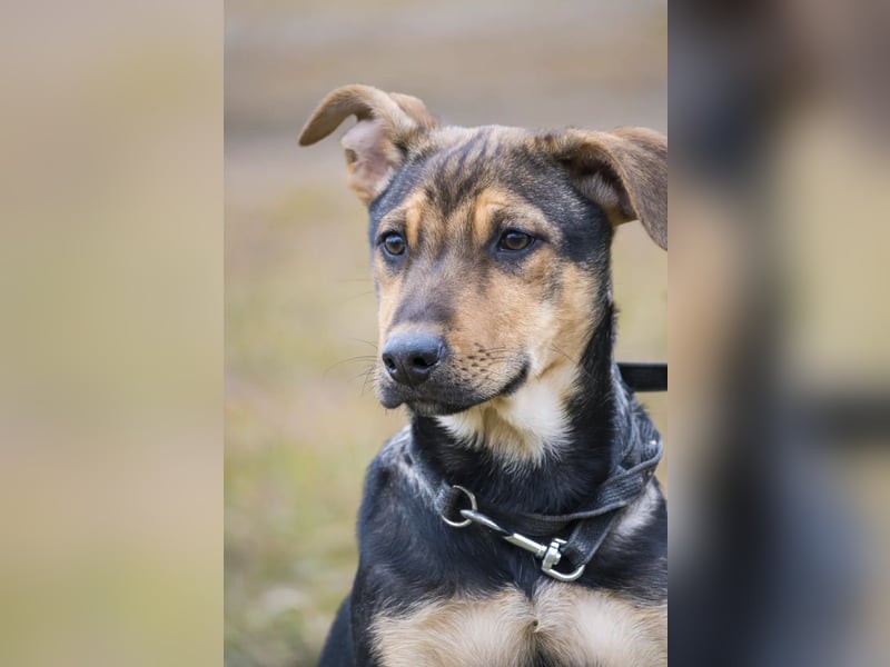 Bonita SI – Sanfte Junghündin mit großem Herz sucht liebevolles Zuhause
