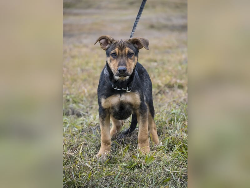 Bonita SI – Sanfte Junghündin mit großem Herz sucht liebevolles Zuhause