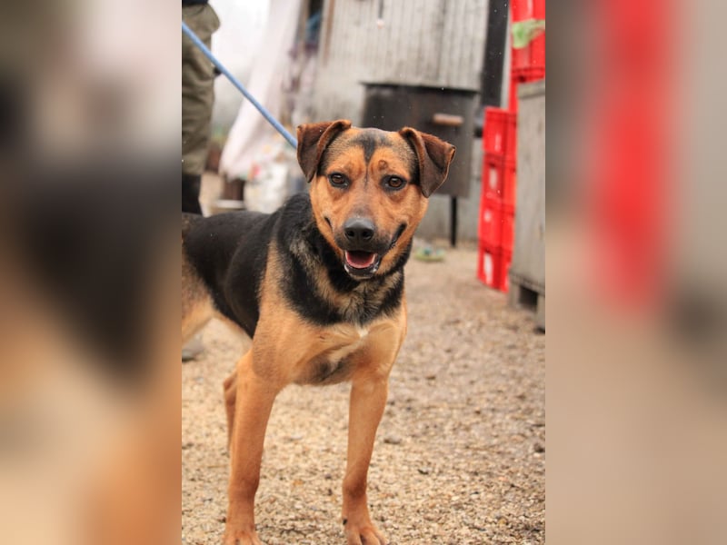 Zénó-VA – Vertrauensvoller kleiner Sportler sucht aktives Zuhause