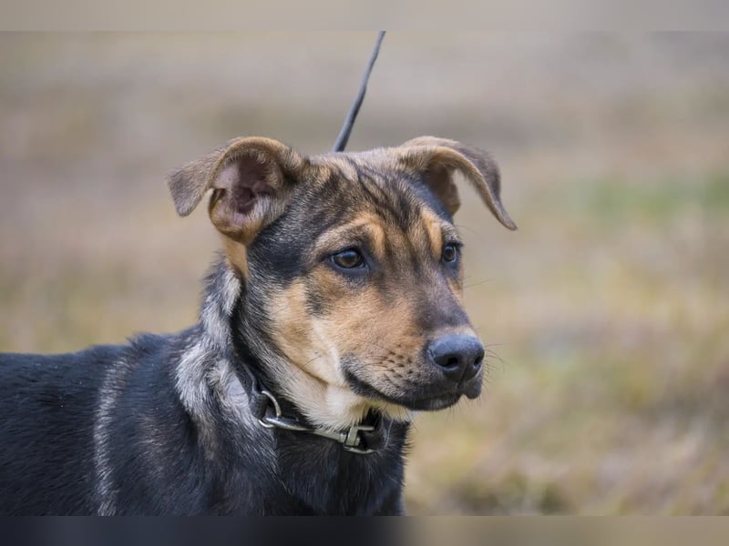 Bonita SI – Sanfte Junghündin mit großem Herz sucht liebevolles Zuhause