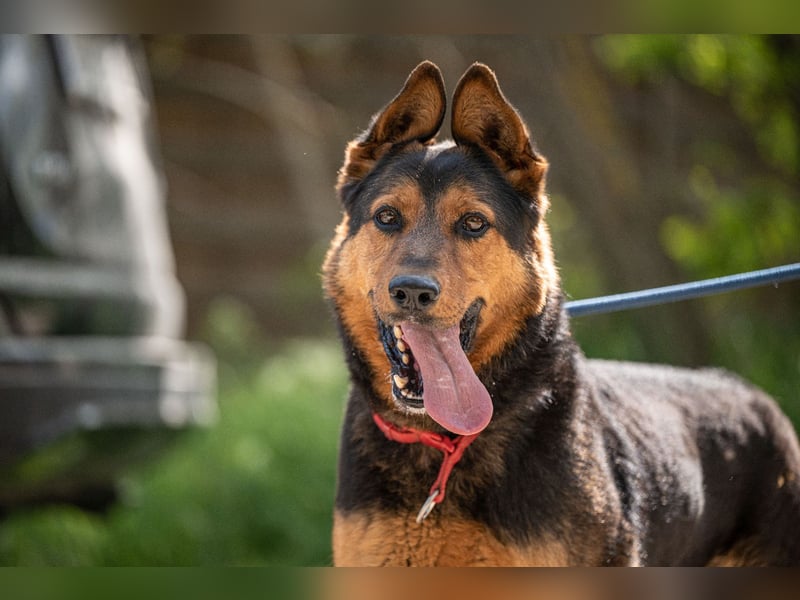 Rocky VA – beeindruckender Schäferhund sucht erfahrenes Zuhause 