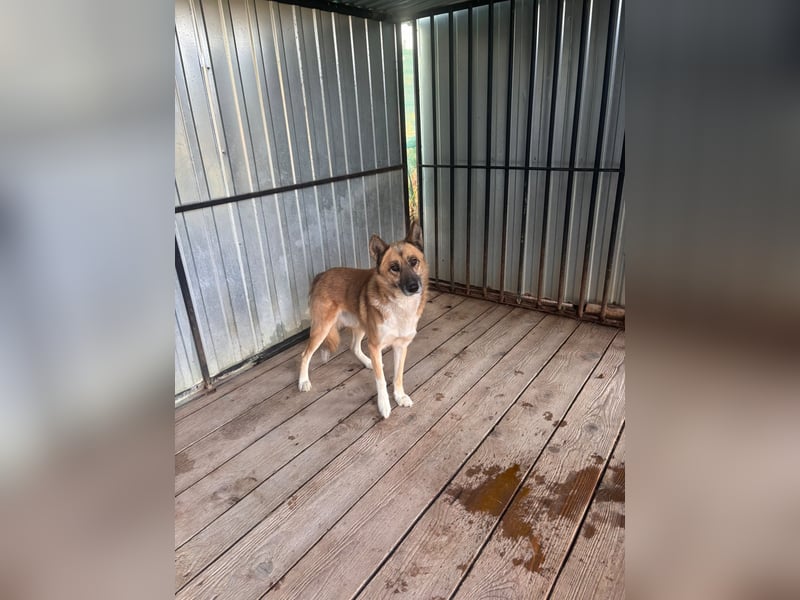 Leo – Ein charismatischer Schäferhund-Husky-Mix sucht sein Abenteuer ✨
