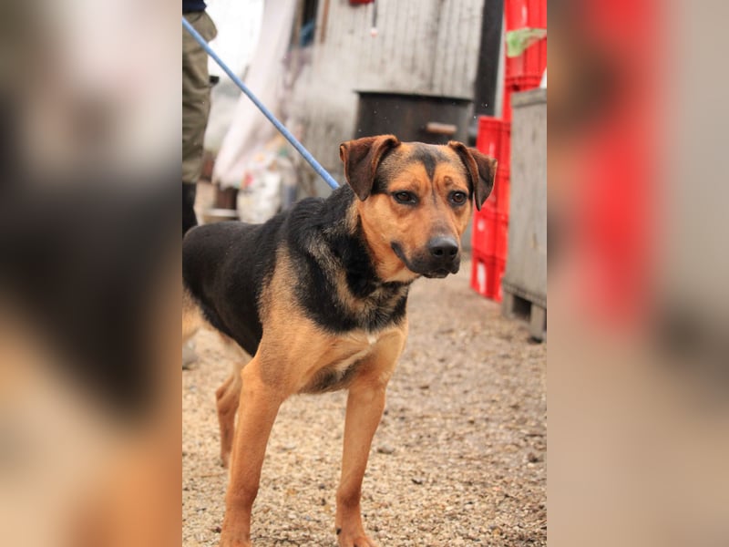 Zénó-VA – Vertrauensvoller kleiner Sportler sucht aktives Zuhause