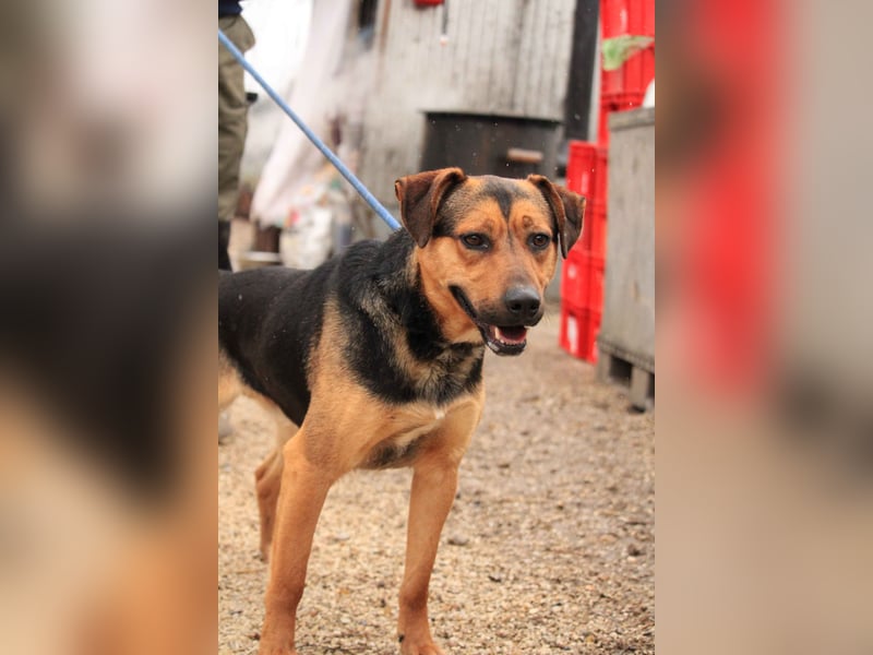 Zénó-VA – Vertrauensvoller kleiner Sportler sucht aktives Zuhause