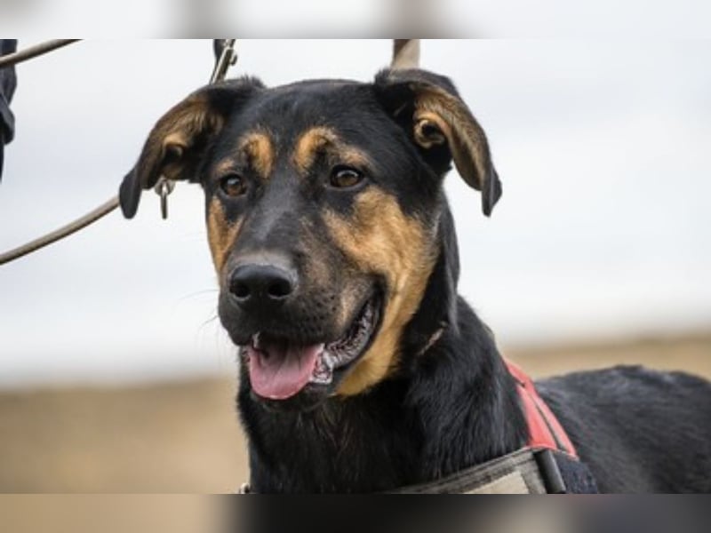 Neo SI – Familienhund sucht Anschluss