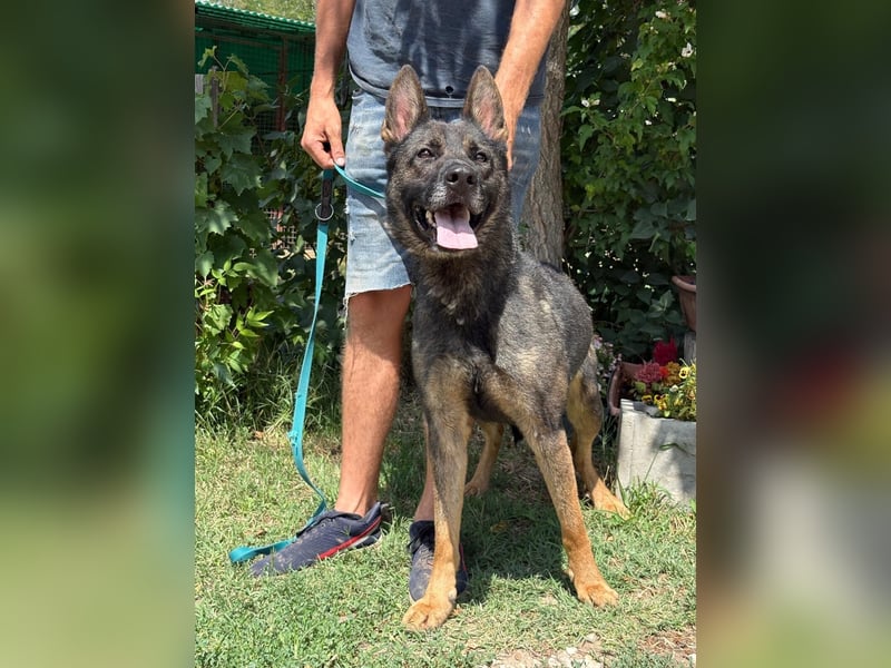 Larion KK - kluger und treuer Gefährte mit großem Herzen sucht seine Menschen