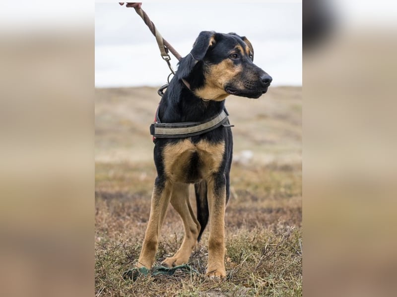 Neo SI – Familienhund sucht Anschluss