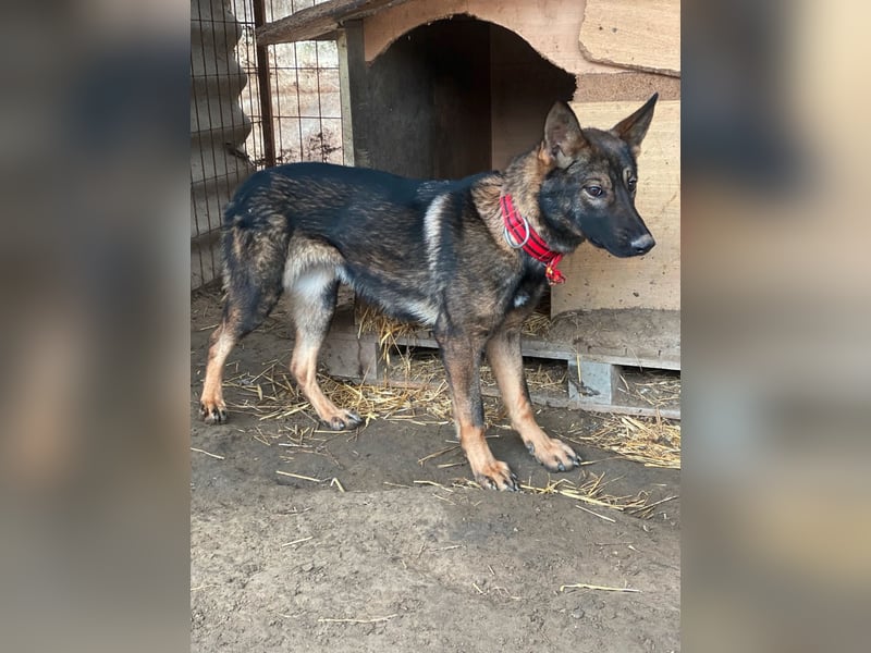 Ariel LM Raus aus dem Heim rein ins Herz