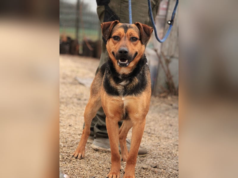 Zénó-VA – Vertrauensvoller kleiner Sportler sucht aktives Zuhause