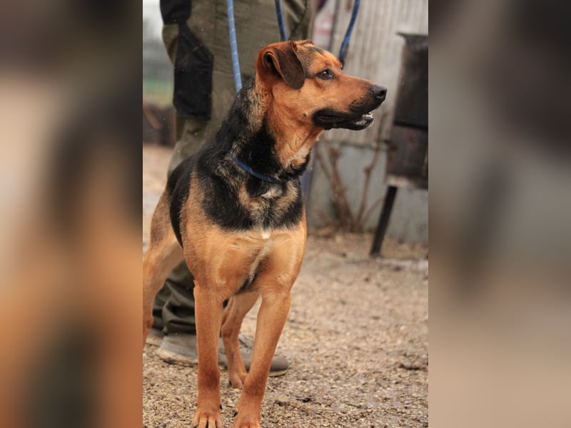 Zénó-VA – Vertrauensvoller kleiner Sportler sucht aktives Zuhause