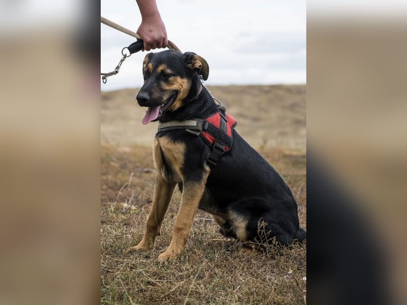 Neo SI – Familienhund sucht Anschluss