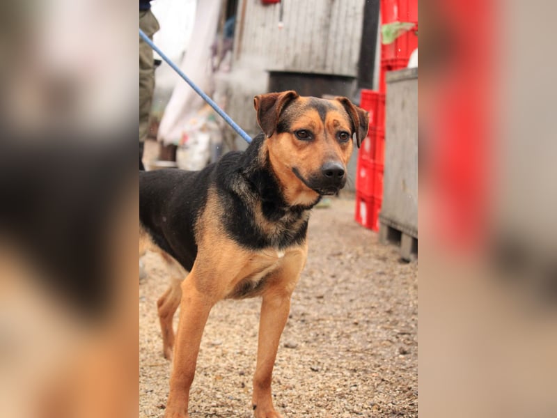 Zénó-VA – Vertrauensvoller kleiner Sportler sucht aktives Zuhause