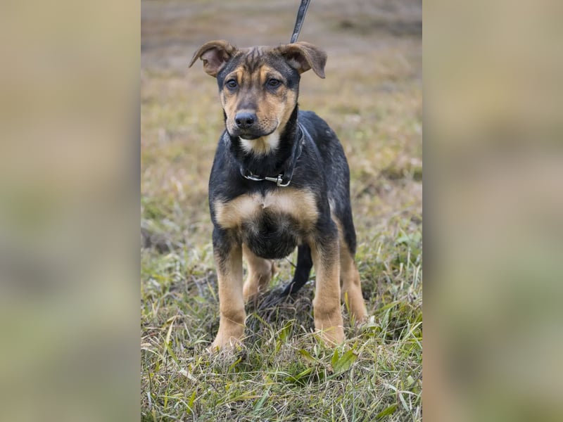 Bonita SI – Sanfte Junghündin mit großem Herz sucht liebevolles Zuhause