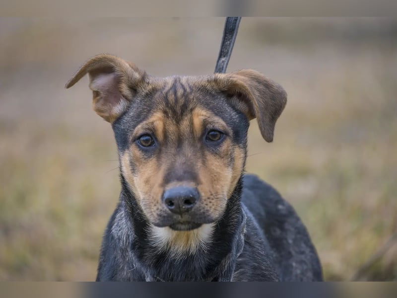 Bonita SI – Sanfte Junghündin mit großem Herz sucht liebevolles Zuhause