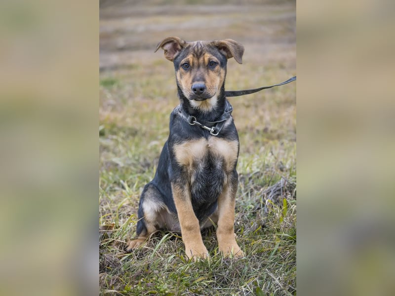 Bonita SI – Sanfte Junghündin mit großem Herz sucht liebevolles Zuhause