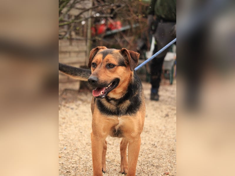 Zénó-VA – Vertrauensvoller kleiner Sportler sucht aktives Zuhause