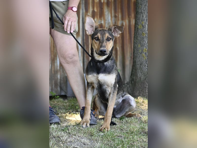 Bonita SI – Sanfte Junghündin mit großem Herz sucht liebevolles Zuhause