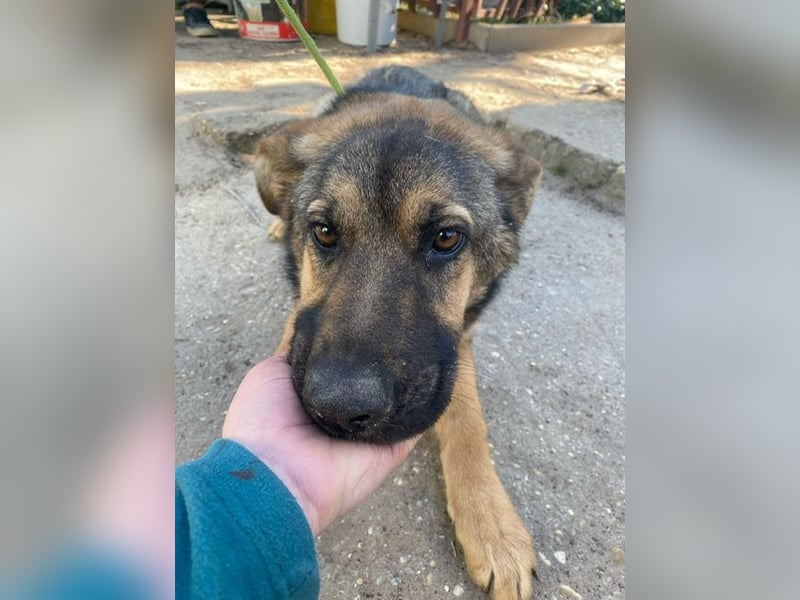 Kara KK – runter von der Straße und rein ins Körbchen