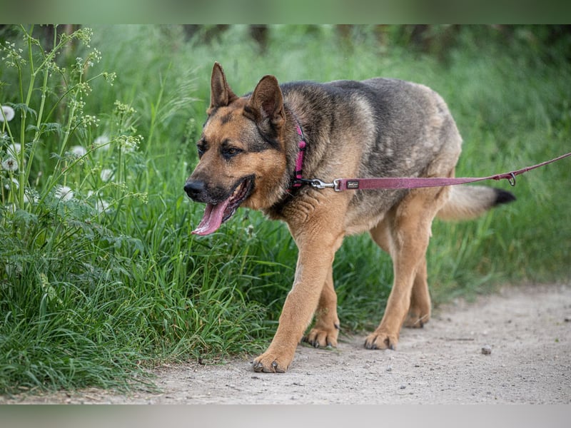 Rex – Ein stattlicher Schäferhund wartet auf sein großes Glück ❤️