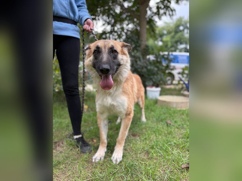 Bella KK – die Schöne sucht ihr Hundeschlösschen Bella KK – die Schöne sucht ihr Hundeschlösschen