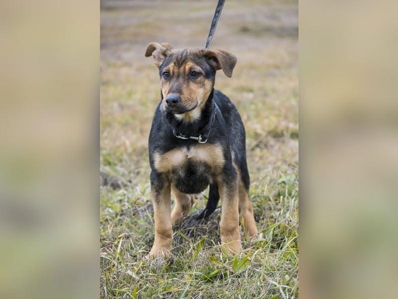 Bonita SI – Sanfte Junghündin mit großem Herz sucht liebevolles Zuhause