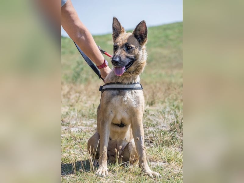 Cappy SI – treue Begleiterin sucht aktive Menschen ❤️