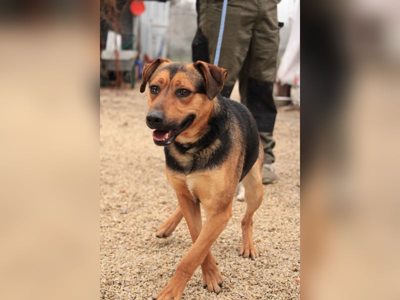 Zénó-VA – Vertrauensvoller kleiner Sportler sucht aktives Zuhause