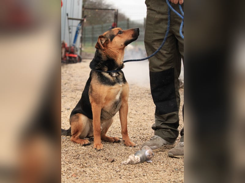 Zénó-VA – Vertrauensvoller kleiner Sportler sucht aktives Zuhause