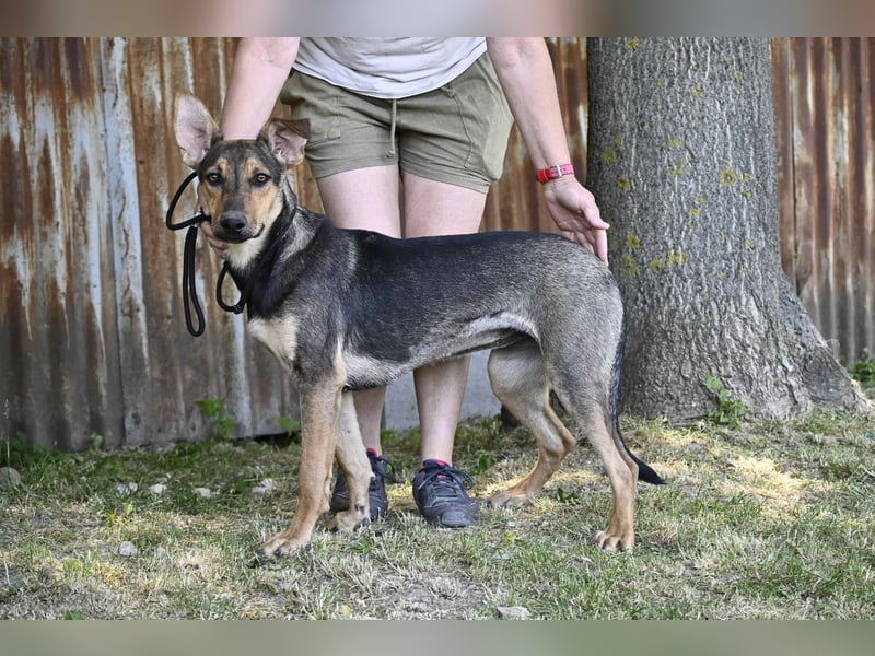Bonita SI – Sanfte Junghündin mit großem Herz sucht liebevolles Zuhause