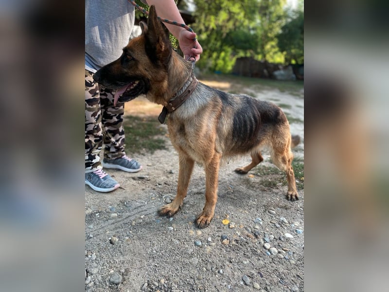 Lady LM - Tapfere Hündin sucht aktives Zuhause