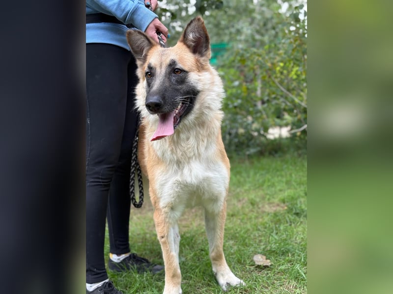Bella KK – die Schöne sucht ihr Hundeschlösschen Bella KK – die Schöne sucht ihr Hundeschlösschen