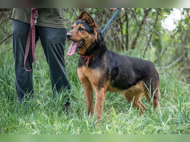Rocky VA – beeindruckender Schäferhund sucht erfahrenes Zuhause 
