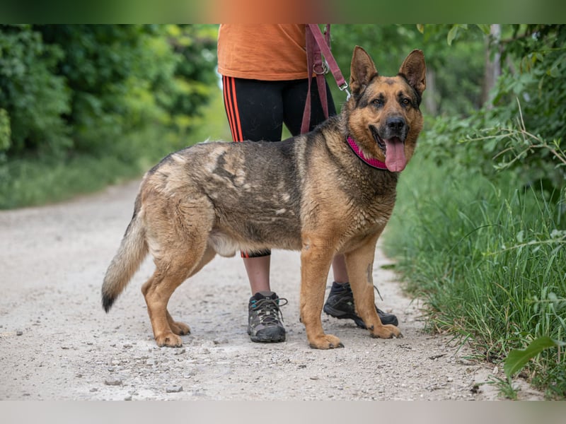 Rex – Ein stattlicher Schäferhund wartet auf sein großes Glück ❤️