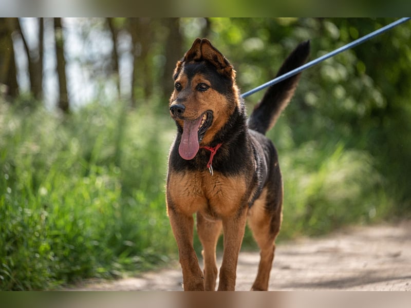 Rocky VA – beeindruckender Schäferhund sucht erfahrenes Zuhause 