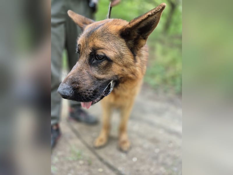 Zigi BE – junger Schäferhund mit großem Potenzial sucht seine Menschen 
