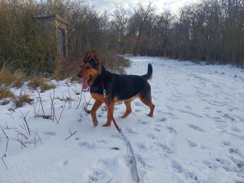 Rocky VA- großartiger Kerl sucht neue Chance