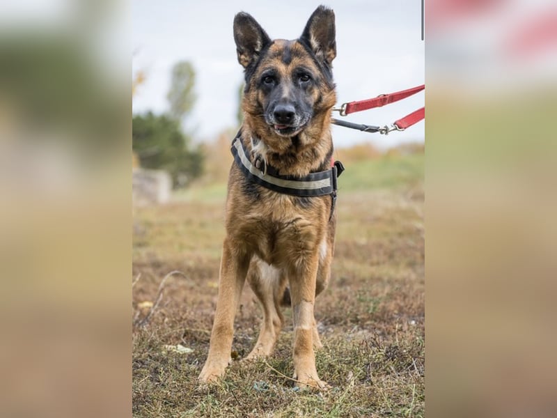 Borcsa SI - Gemütliche Dame sucht Anhang