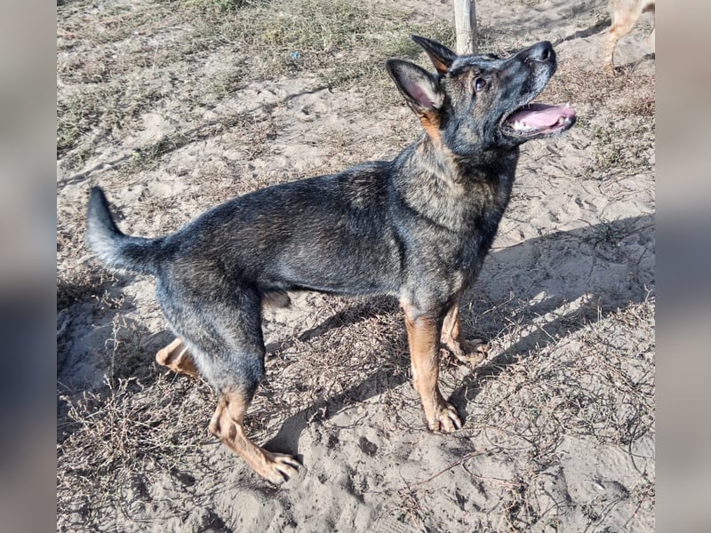 Larion KK - kluger und treuer Gefährte mit großem Herzen sucht seine Menschen