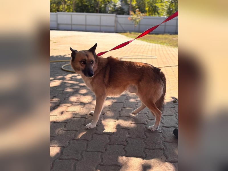 Leo – Ein charismatischer Schäferhund-Husky-Mix sucht sein Abenteuer ✨